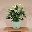 Anthurium andreanum Namora incl. PURE zink - 45cm - Ø12