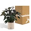 Anthurium andreanum Black Love incl. PURE zink - 45cm - Ø12