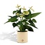 Anthurium andreanum Vanilla incl. PURE zink - 45cm - Ø12