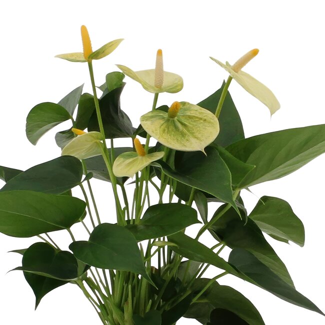 Anthurium andreanum Vanilla incl. PURE zink - 45cm - Ø12