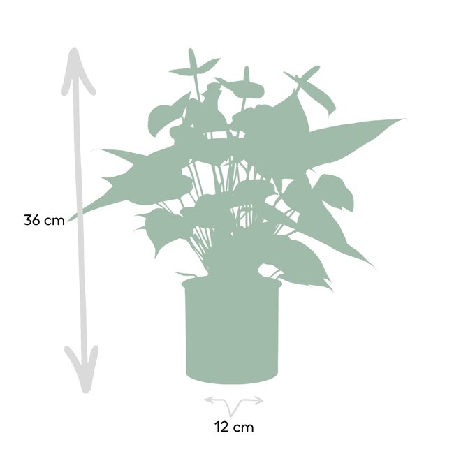Anthurium andreanum Vanilla incl. PURE zink - 45cm - Ø12