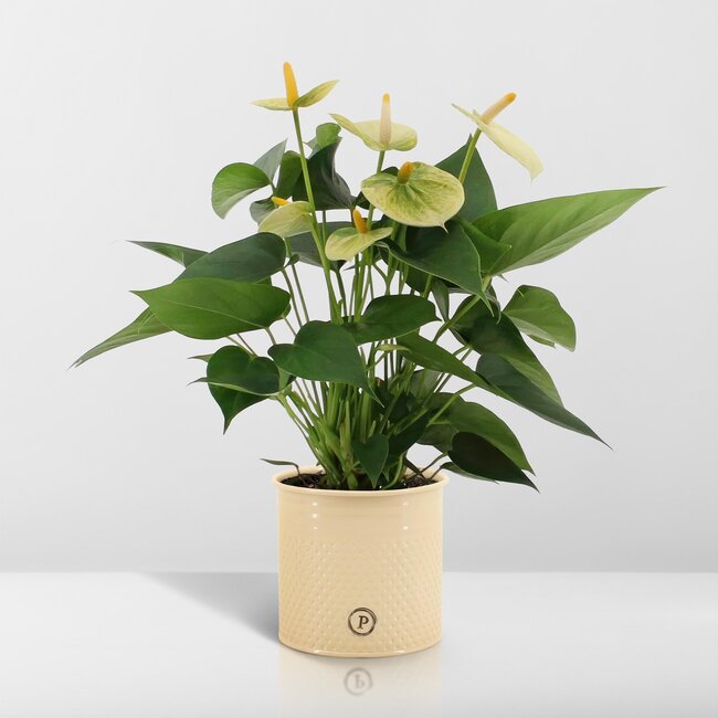 Anthurium andreanum Vanilla incl. PURE zink - 45cm - Ø12