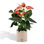 Anthurium andreanum Prince of Orange incl. PURE zink - 45cm - Ø12