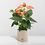 Anthurium andreanum Prince of Orange incl. PURE zink - 45cm - Ø12