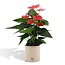 Anthurium andreanum Sweet Dream incl. PURE zink - 45cm - Ø12