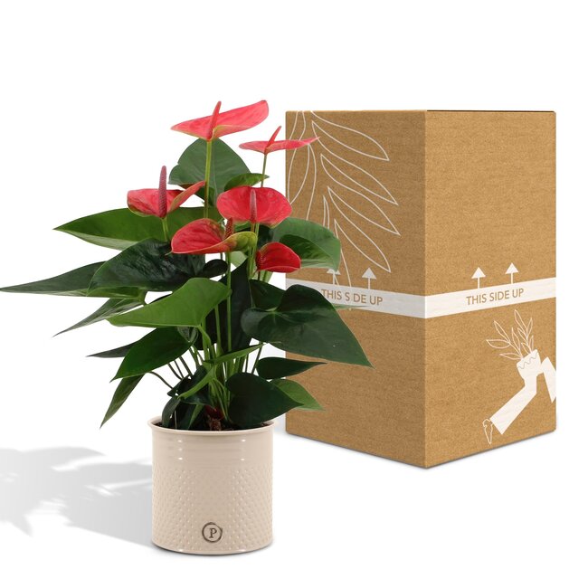 Anthurium andreanum Sweet Dream incl. PURE zink - 45cm - Ø12