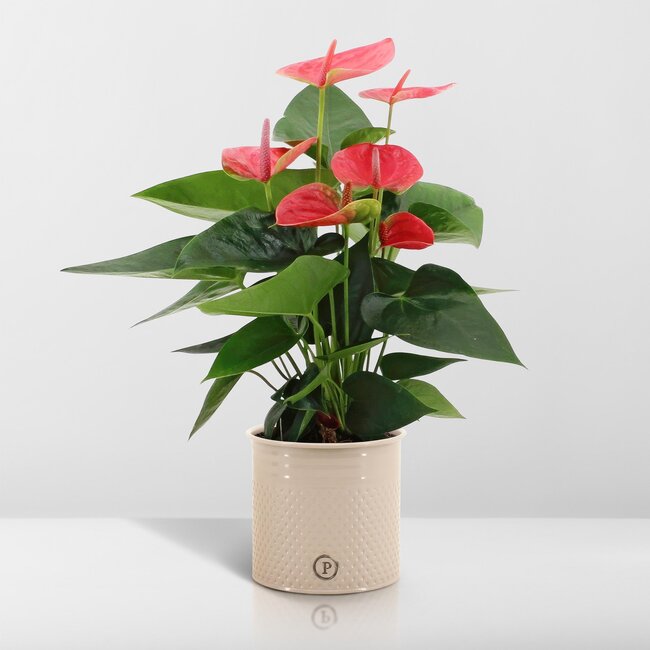 Anthurium andreanum Sweet Dream incl. PURE zink - 45cm - Ø12