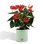 Anthurium andreanum Esudo incl. PURE zink - 45cm - Ø12