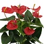 Anthurium andreanum Esudo incl. PURE zink - 45cm - Ø12