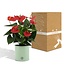 Anthurium andreanum Esudo incl. PURE zink - 45cm - Ø12