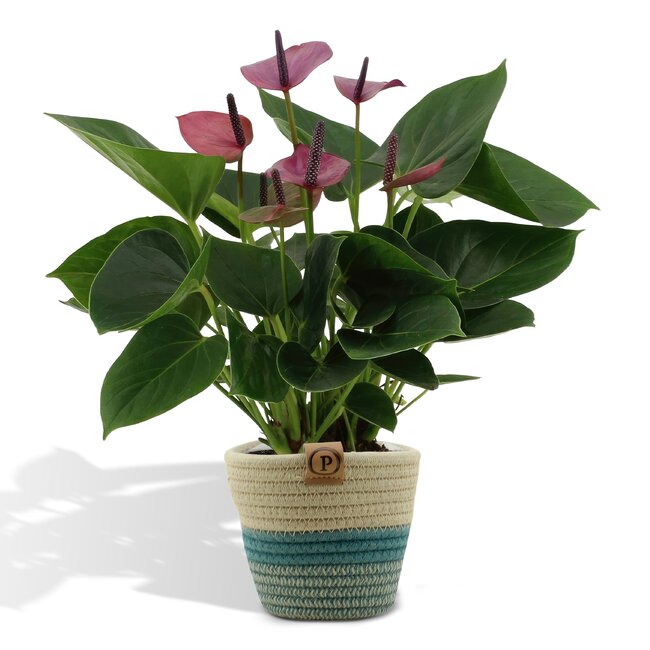 Anthurium andreanum Baby Purple incl. PURE mand - 45cm - Ø12