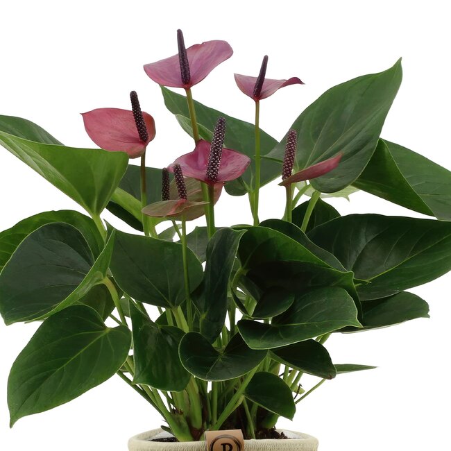 Anthurium andreanum Baby Purple incl. PURE mand - 45cm - Ø12