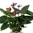 Anthurium andreanum Baby Purple incl. PURE mand - 45cm - Ø12
