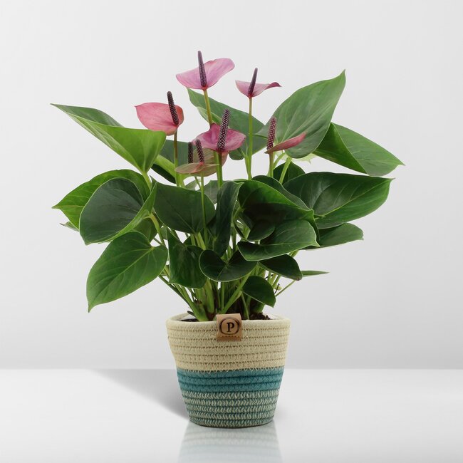 Anthurium andreanum Baby Purple incl. PURE mand - 45cm - Ø12