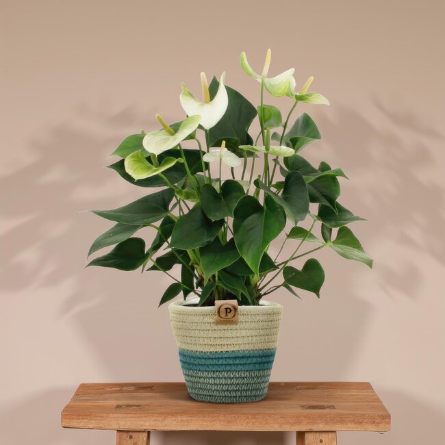 Anthurium andreanum Namora incl. PURE mand - 45cm - Ø1