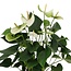 Anthurium andreanum Namora incl. PURE mand - 45cm - Ø1