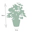 Anthurium andreanum Namora incl. PURE mand - 45cm - Ø1