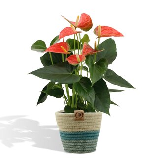 Anthurium andreanum Prince of Orange incl. PURE mand - 45cm - Ø12