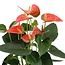 Anthurium andreanum Prince of Orange incl. PURE mand - 45cm - Ø12