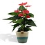 Anthurium andreanum Sweet Dream incl. PURE mand - 45cm - Ø12