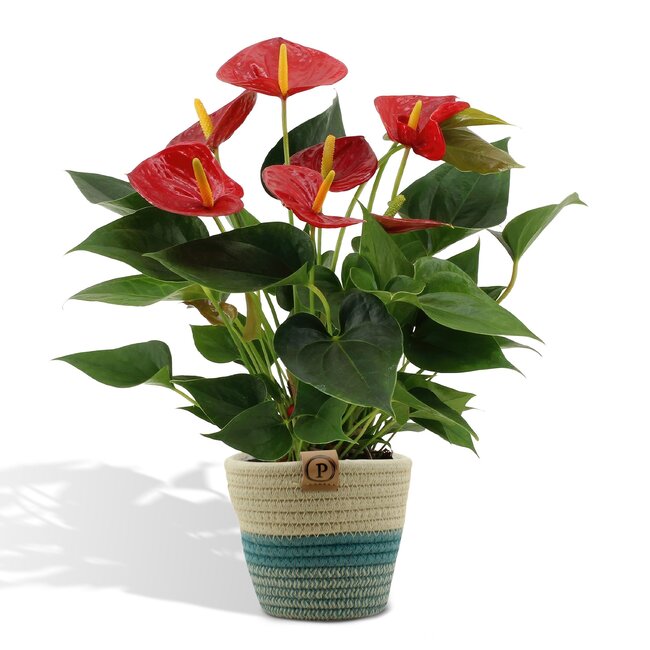 Anthurium andreanum Diamond Red incl. PURE mand - 45cm - Ø12