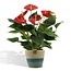 Anthurium andreanum Diamond Red incl. PURE mand - 45cm - Ø12