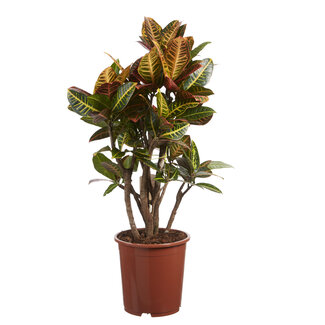 Croton Petra