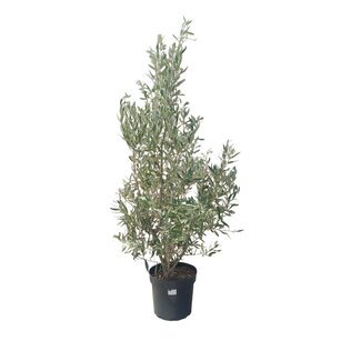 Olea-europaea bush 7.5 liter, Olijf struik