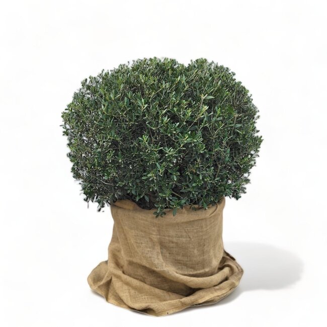 Olea europaea bolvorm, Olijf in bolvorm (Diameter 1 meter)