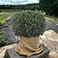 Olea europaea bolvorm, Olijf in bolvorm (Diameter 1 meter)