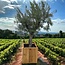 Olea europaea op stam 45 liter, Olijf op stam