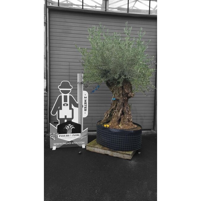 Olea europeae Old skin (Olijfboom) STAMOMTREK 2.20 meter!