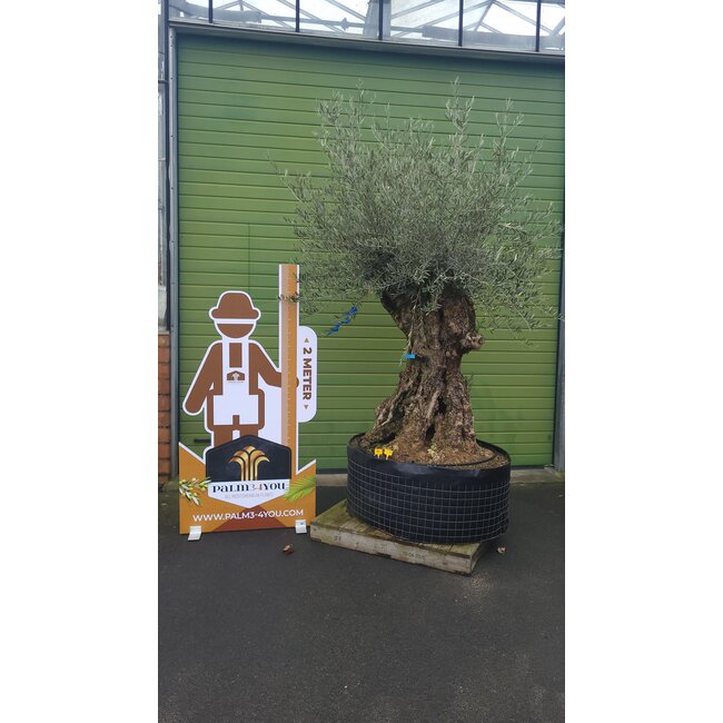 Olea europeae Old skin (Olijfboom) STAMOMTREK 2.20 meter!