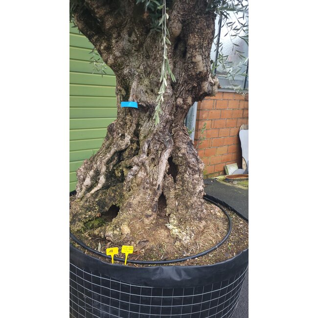 Olea europeae Old skin (Olijfboom) STAMOMTREK 2.20 meter!