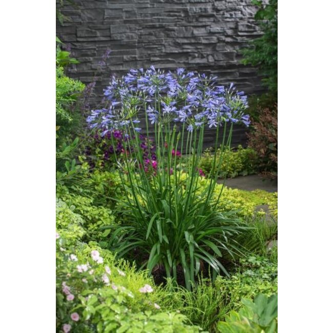 Agapanthus blauwe bloemen.
