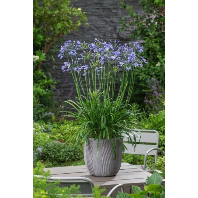 Agapanthus blauwe bloemen.