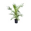 Phoenix Canariensis - Canarische Dadelpalm hoogte 1 m /1.20m