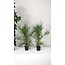 Phoenix Canariensis - Canarische Dadelpalm hoogte 1 m /1.20m