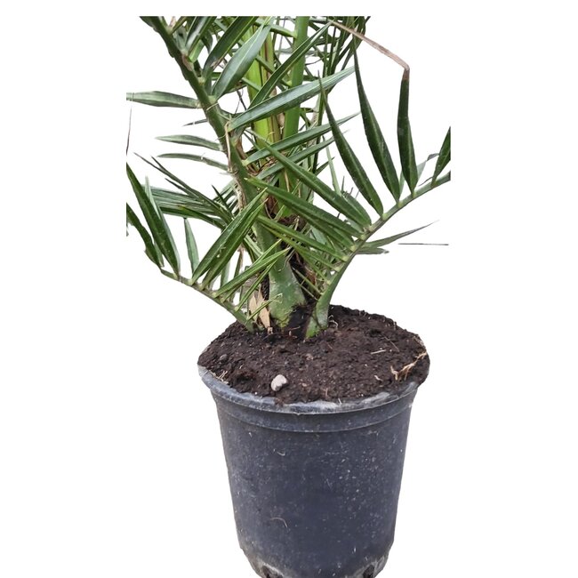 Phoenix Canariensis - Canarische Dadelpalm hoogte 1 m /1.20m