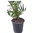 Phoenix Canariensis - Canarische Dadelpalm hoogte 1 m /1.20m