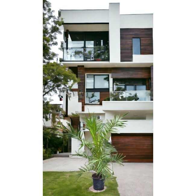 Phoenix Canariensis - Canarische Dadelpalm hoogte 1 m /1.20m