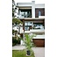 Phoenix Canariensis - Canarische Dadelpalm hoogte 1 m /1.20m