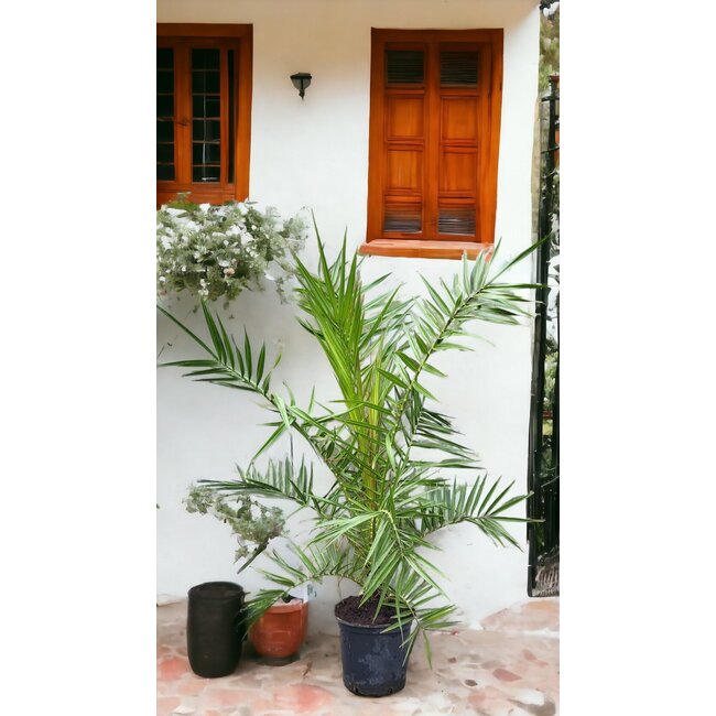 Phoenix Canariensis - Canarische Dadelpalm hoogte 1 m /1.20m