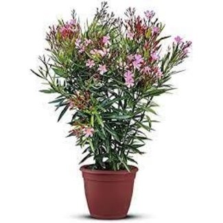 Oleander roze bloemen