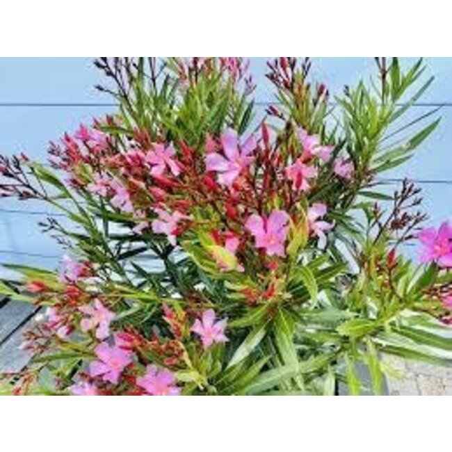 Oleander roze bloemen