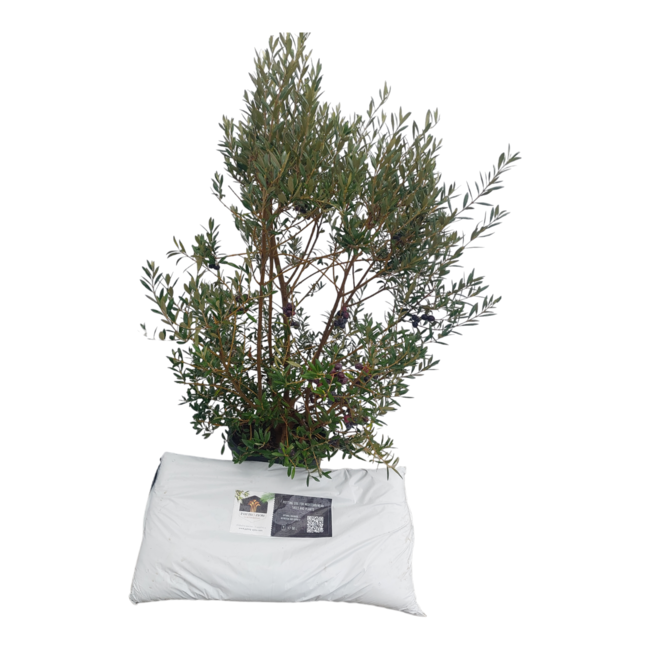 Mediterrane aanplantgrond