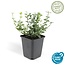 Euonymus 'Emerald 'n Gaity' - ↕10-25cm - Ø9cm - 6x