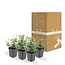 Euonymus 'Emerald 'n Gaity' - ↕10-25cm - Ø9cm - 6x