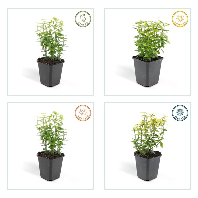 Euoynmus Émerald n Gold’ - ↕10-25cm - Ø9cm - 6x