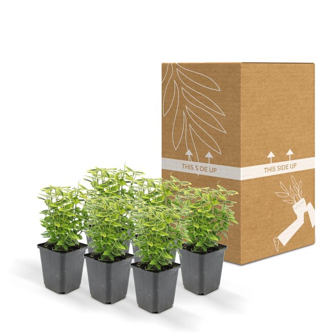 Euoynmus Émerald n Gold’ - ↕10-25cm - Ø9cm - 6x